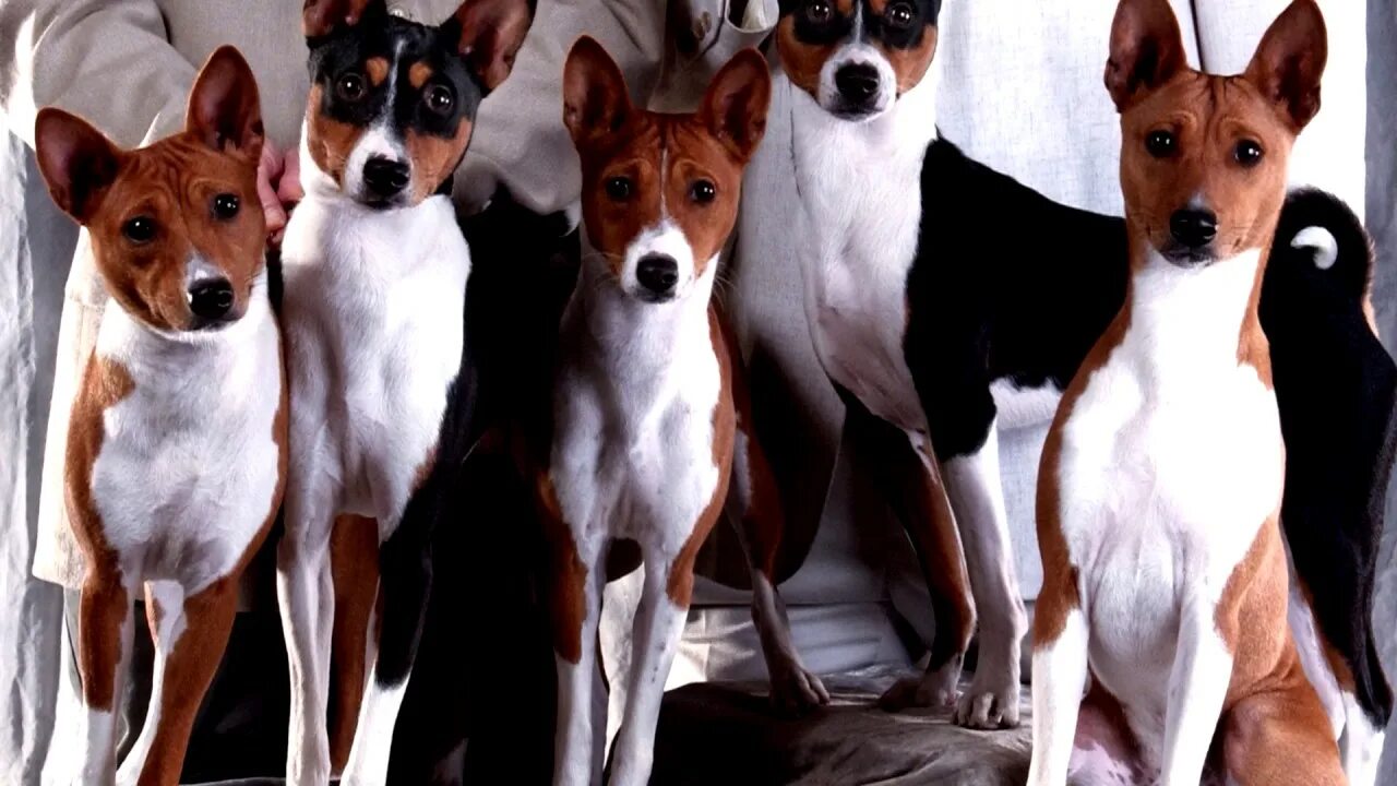 Порода собак басенджи фото цена в рублях BASENJI.VERY BEAUTIFUL BREED OF DOG.A WONDERFUL SINGER - YouTube