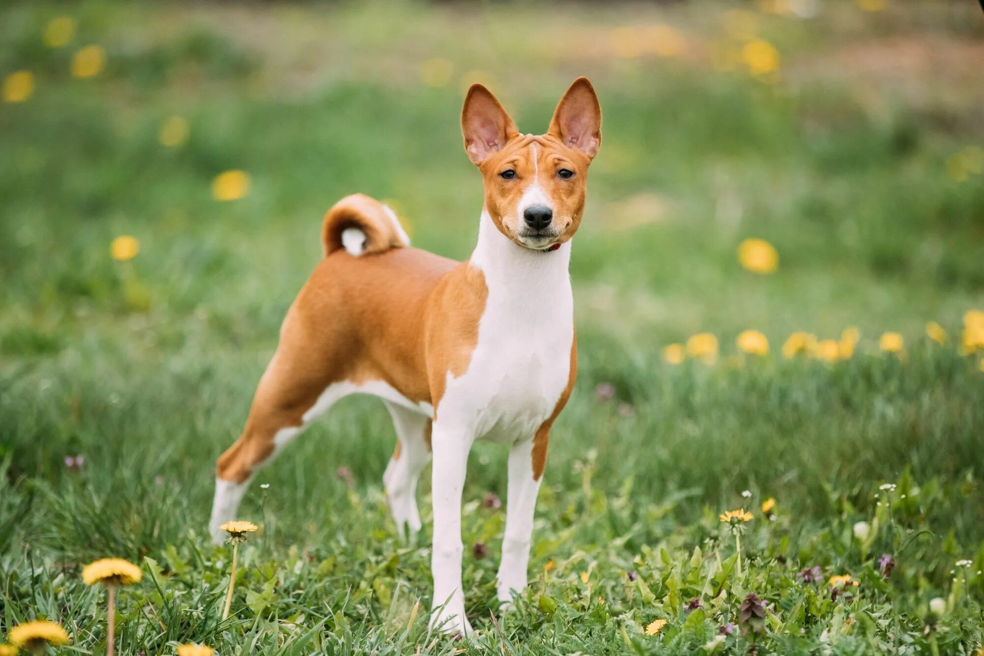 Порода собак басенджи фото цена в рублях 30 Small Dog Breeds That Make Great Pets Lap dog breeds, Basenji dogs, Dog breed