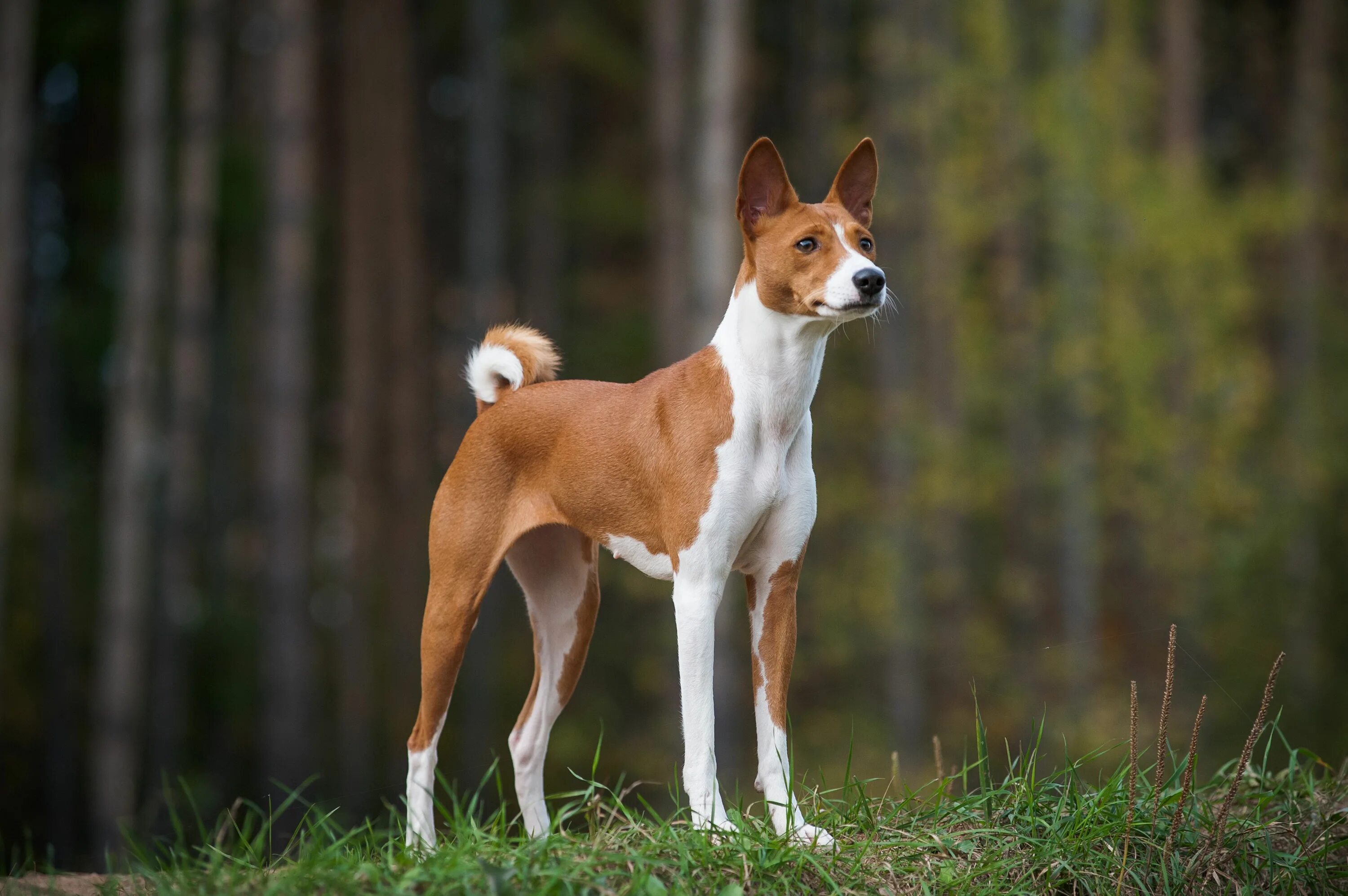 Порода собак басенджи фото цена в рублях Basenji Howl Flash Sales www.ulthera.ru