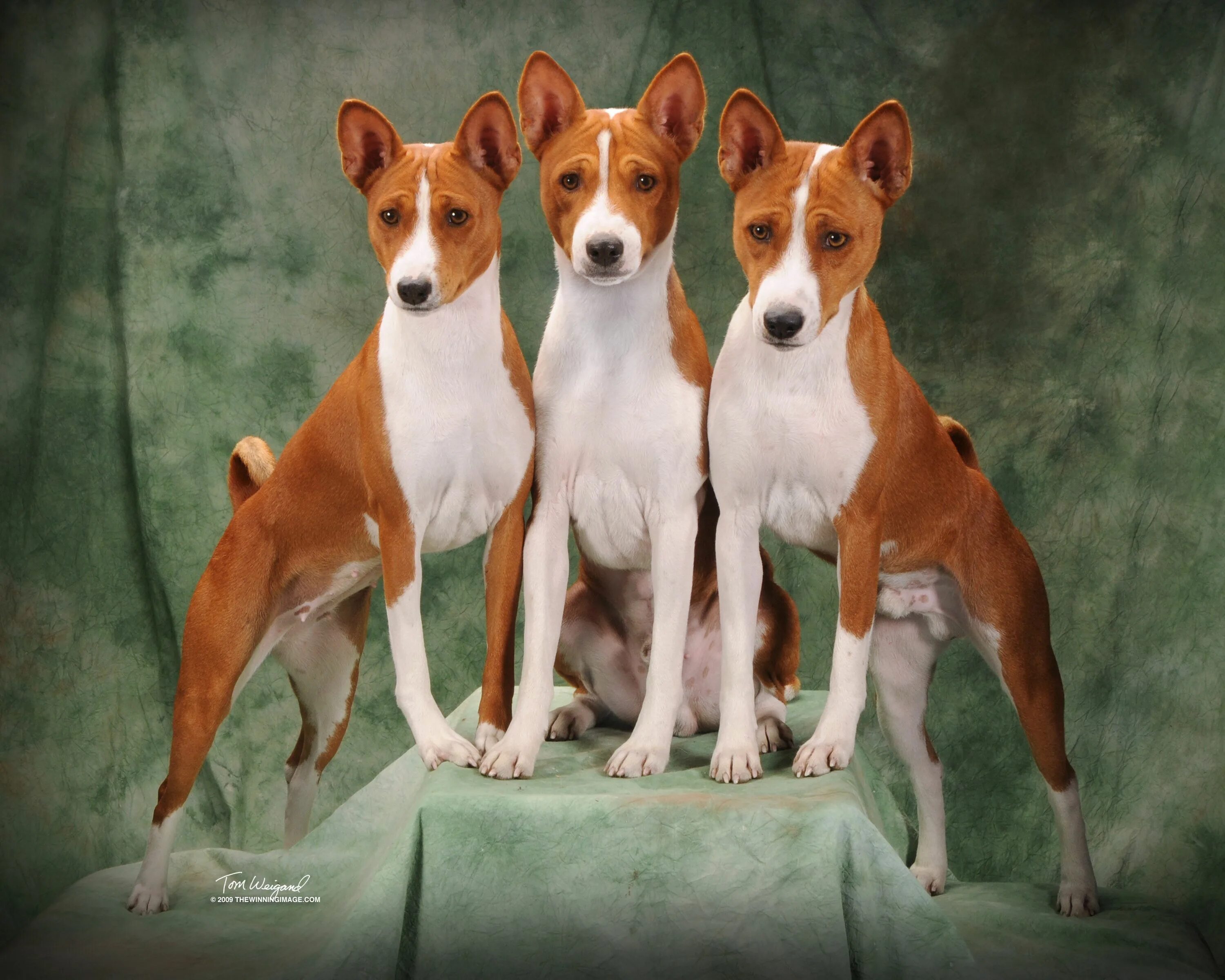 Порода собак басенджи фото цена в рублях Photo of Our Basenji Best dog breeds, Dog breeds, Beautiful dogs