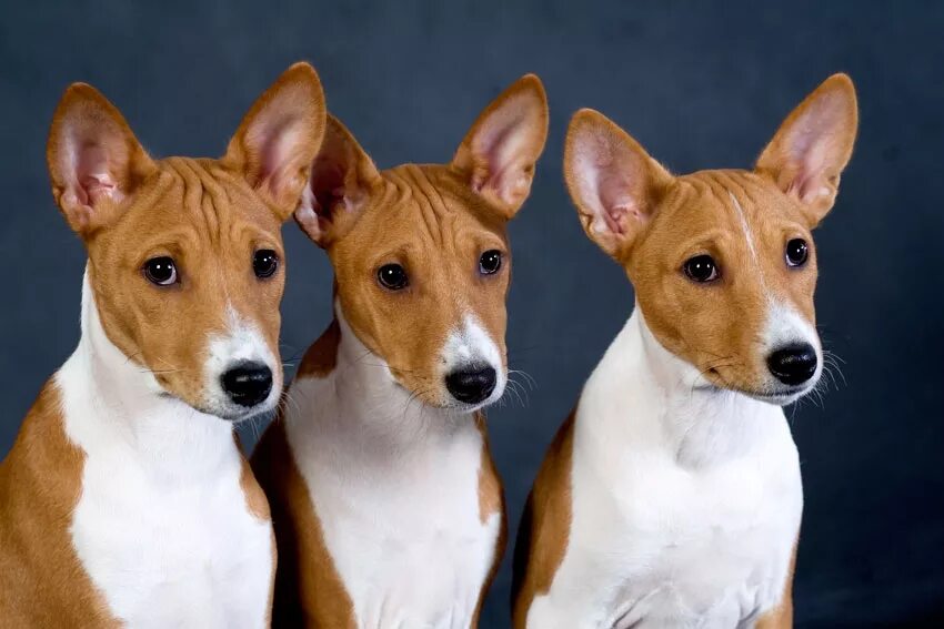 Порода собак басенджи фото цена в рублях Басенджи: описание породы с фото - Pet-Mir.ru