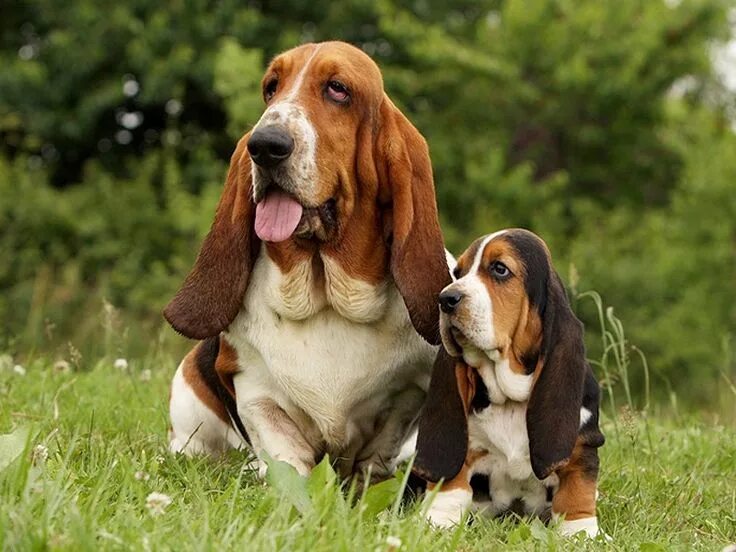 Порода собак бассет фото Image result for Basset Hound Perros de caza, Razas de perros, Videos de animale