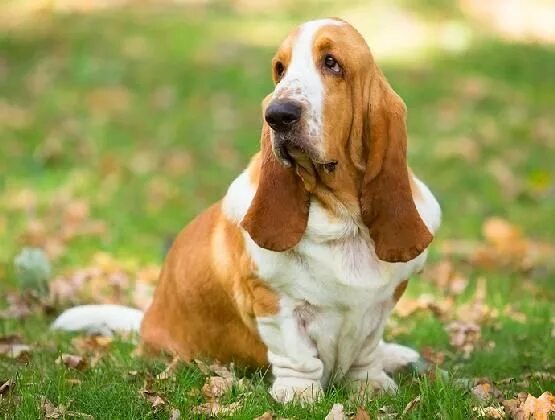 Порода собак бассет фото 130 Nerdy Dog Names Dog names, Basset hound, Cool pet names