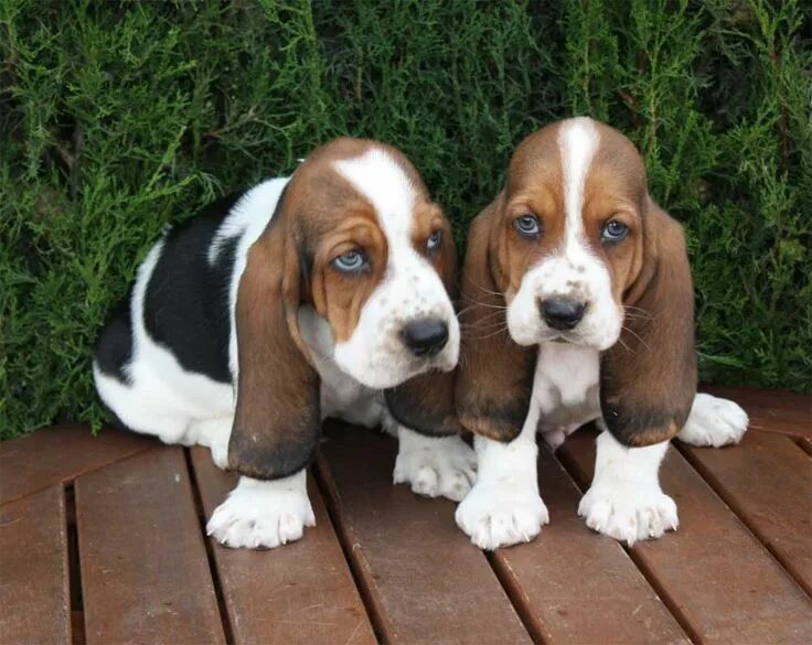 Порода собак бассет фото Them eyes!!!!!! Basset hound puppy, Basset dog, Hound puppies