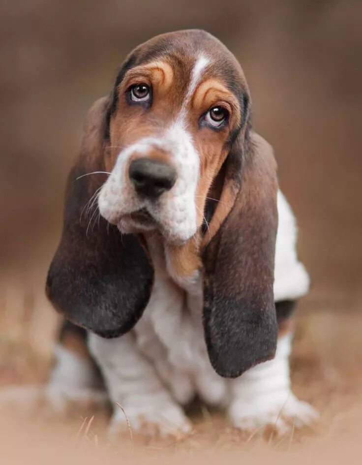 Порода собак бассет фото Basset Hound Puppy Dog Photography Hound puppies, Basset hound puppy, Hound dog