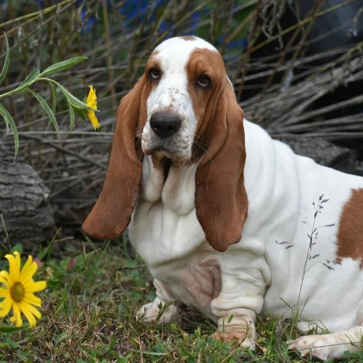 Порода собак бассет фото Basset Hound - Good Natured, Laid Back, Agreeable