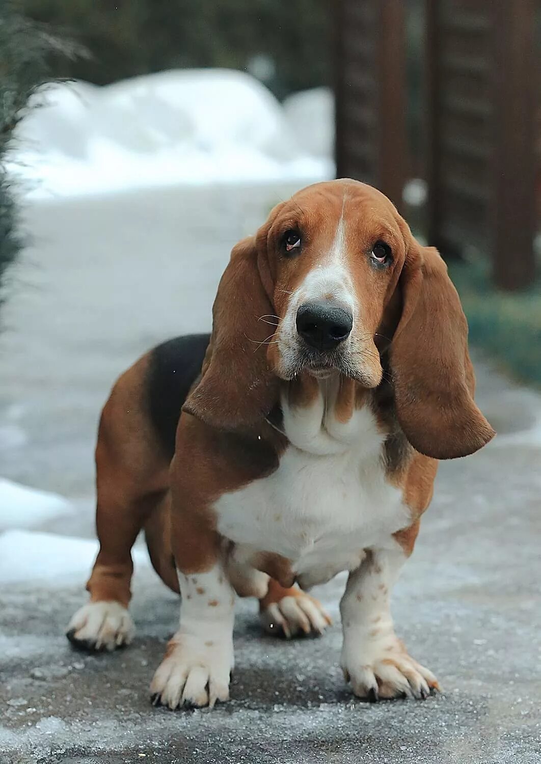 Pin on Basset Hound Dog breeds medium, Basset hound, Basset hound dog