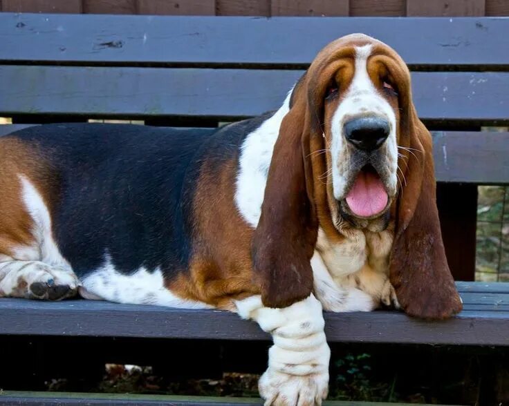 Порода собак бассет фото Pin by A Paquin on The Basset Animals, Dogs, Basset