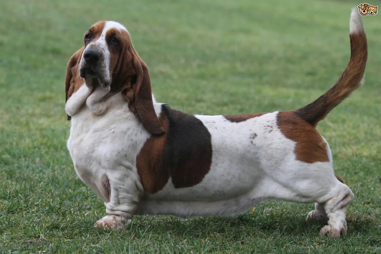 Порода собак бассет фото Un tremendo porte de caballero por parte de este Basset. Basset hound puppy, Bas