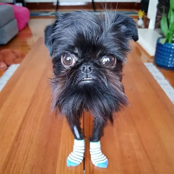 Порода собак бельгийский гриффон фото Meet Squid The Griff: The Instagram Famous Dog CutesyPooh Famous dogs, Ugly dogs