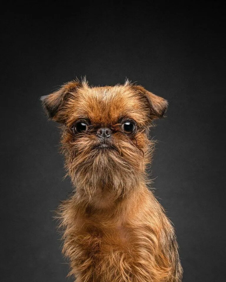 Порода собак бельгийский гриффон фото 14 Things You Didn’t Know About the Brussels Griffon Breed PetPress Brussels gri