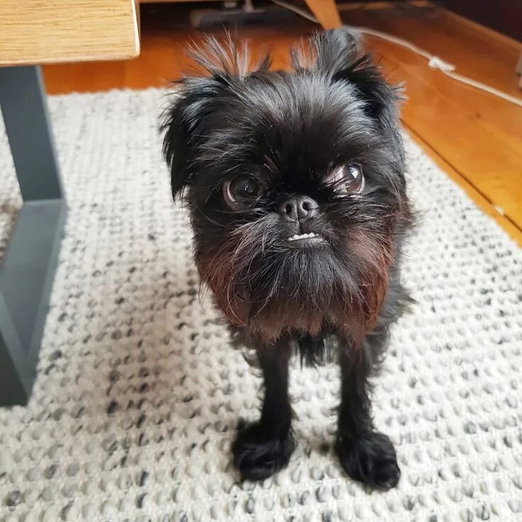 Порода собак бельгийский гриффон фото Squid the Griff on Instagram: ""How do I know we've been robbed? My food bowl is