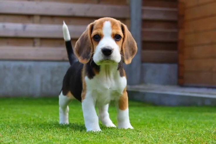 Порода собак бигль фото Pocket Beagles - The Ultimate Guide (2021) - Beagle Owner Beagle puppy, Cute ani