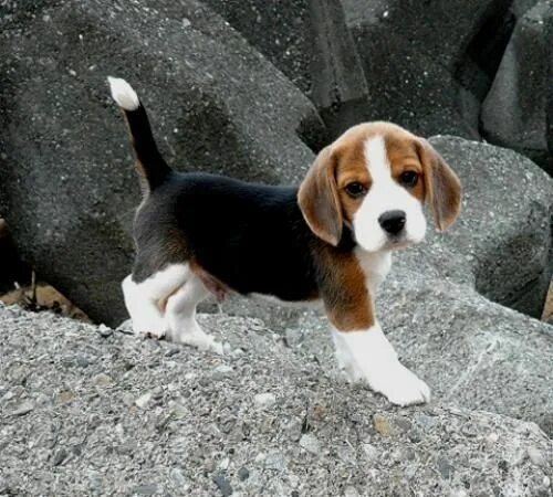 Порода собак бигль фото Pin em Beagle