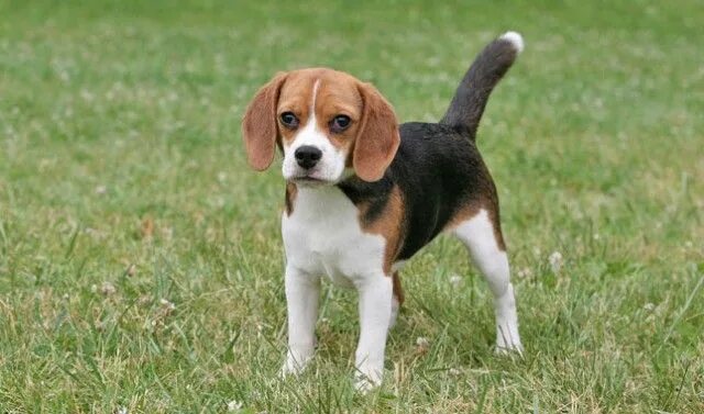 Порода собак бигль фото Pocket Beagle Dog Breed: What You Need to Know Beagle dog breed, Dog breeds, Poc