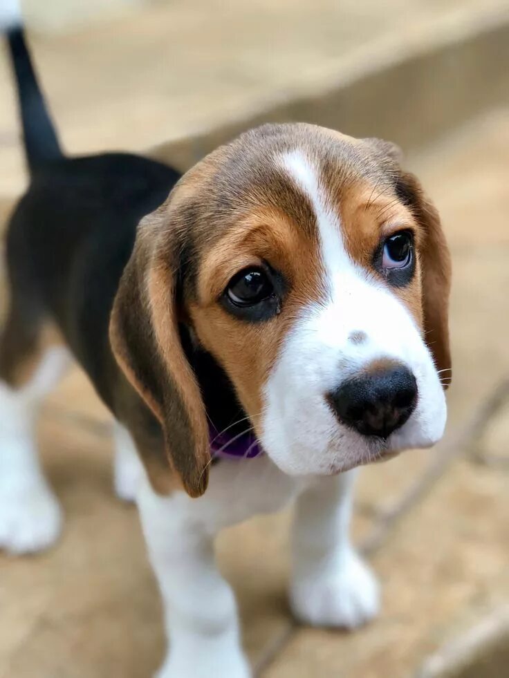 Порода собак бигль фото и цена Facts On The Friendly Beagle Puppies #beaglegang #beaglepuppy #BeaglePuppies Bea