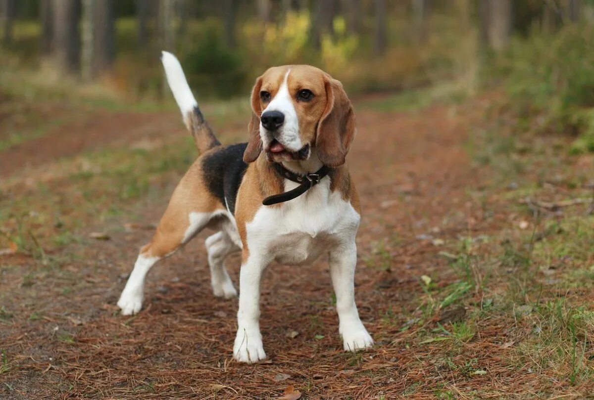 Порода собак бигль фото и цена Мелкие охотничьи породы собак (27 фото) Dogs, Beagle, Animals