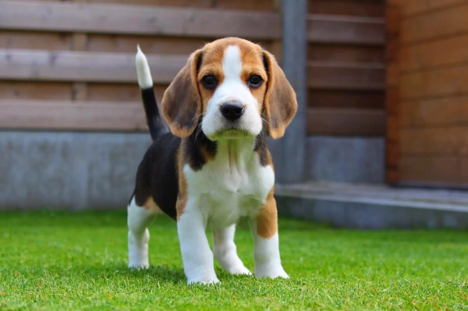 Порода собак бигль фото и цена Download Beagle Dog Standing On Grass Wallpaper Wallpapers.com