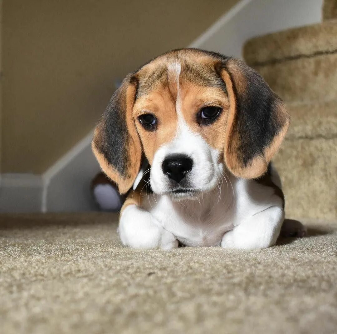 Порода собак бигль фото и цена Blue Tick Beagle Dogs Beagle dog, Dog breeds, Beagle puppy