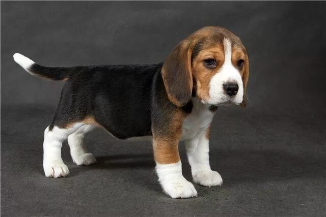 Порода собак бигль фото и цена Pin by Katrinka on Dogs Cute beagles, Beagle, Beagle puppy