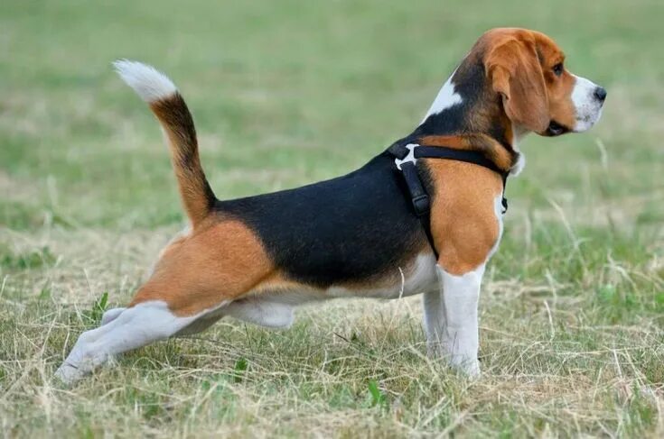 Порода собак бигль фото и цена Pin on собаки Beagle dog breed, Beagle dog, Dog skin problem