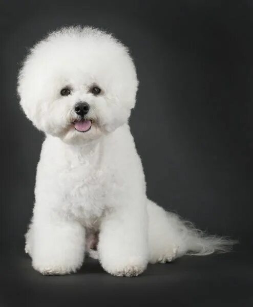 Порода собак бишон фото Bichon Frise Puppies for Sale Breed Group: Non-sporting Height: 9.5 to 11.5 inch