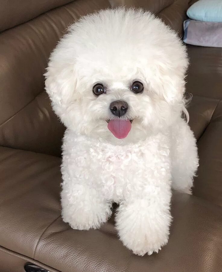 Порода собак бишон фото Bichon Frise 'Ally' @instagram Bichon frise dogs, Bichon frise puppy, Bichon dog