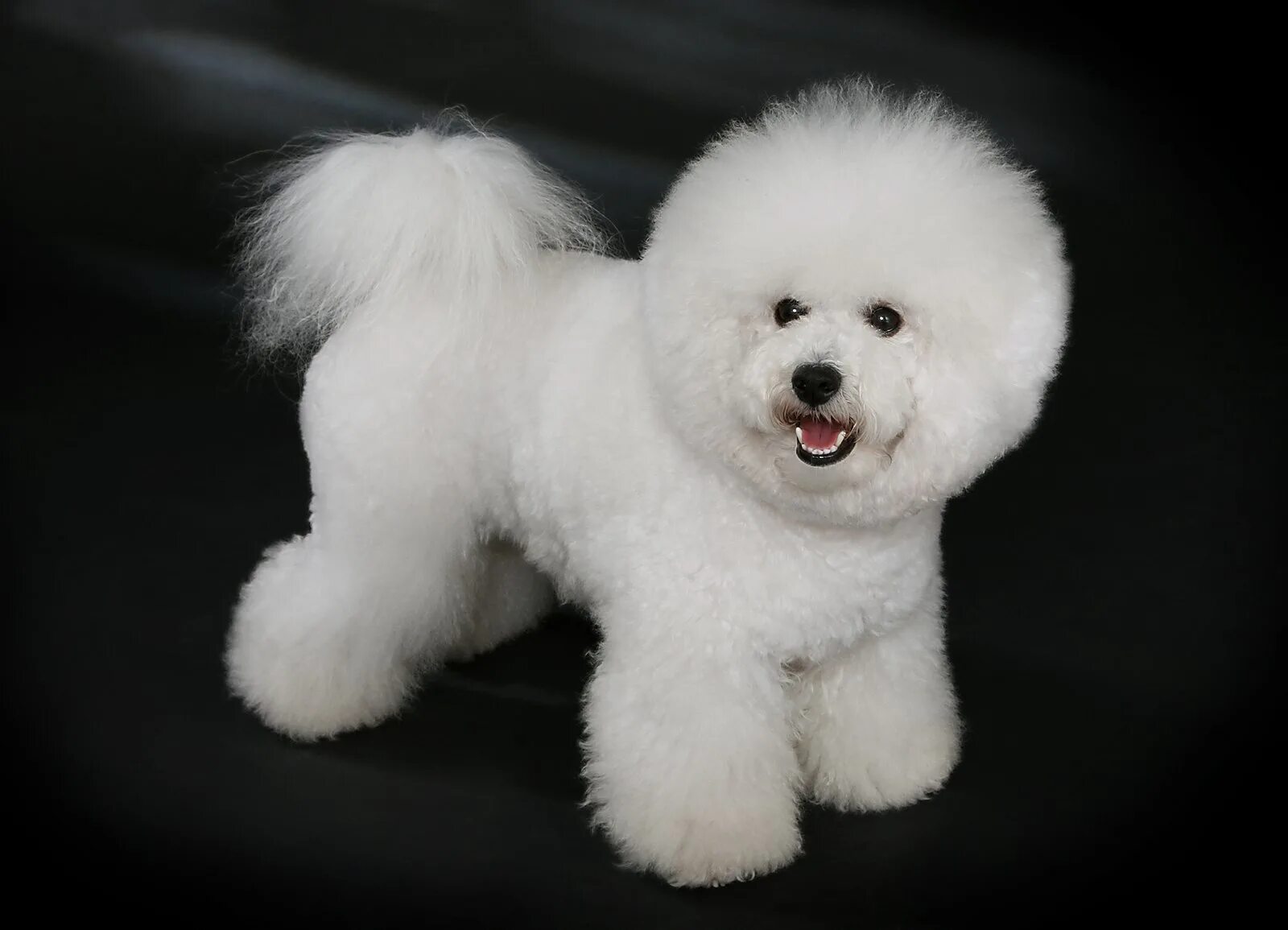 Порода собак бишон фото цена Файл:Bichon Frisé - studdogbichon.jpg - Википедия