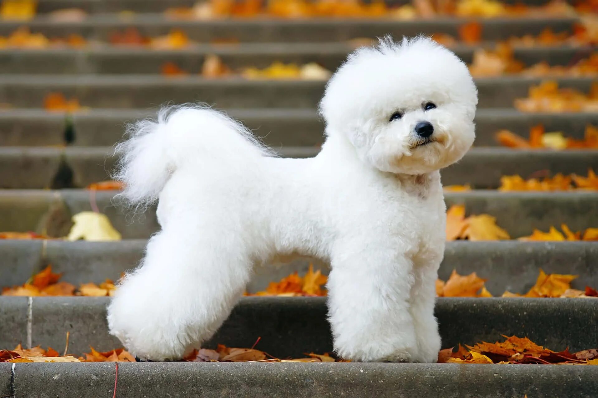 Порода собак бишон фото цена Download A White Bichon Terrier Standing On Some Steps Wallpapers.com