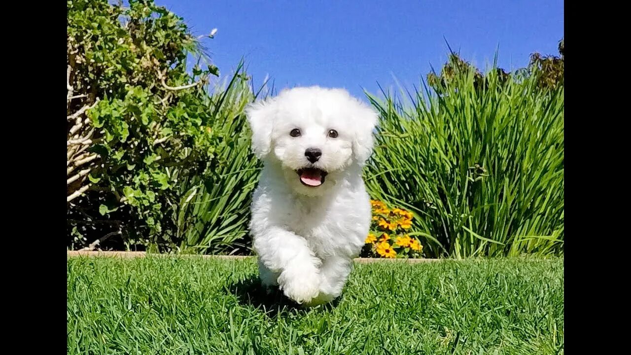 Порода собак бишон фото цена Reid the adorable ACA Bichon Frise male puppy for sale near San Marcos, CA - You