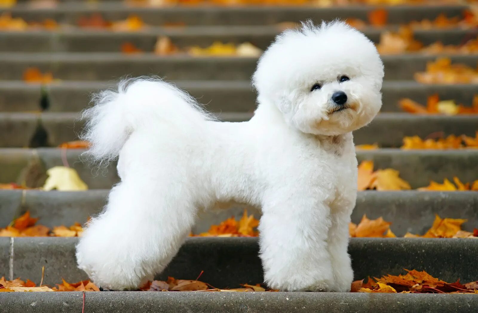 Порода собак бишон фризе фото Bichon Frise Description, Behavior, & Facts Britannica