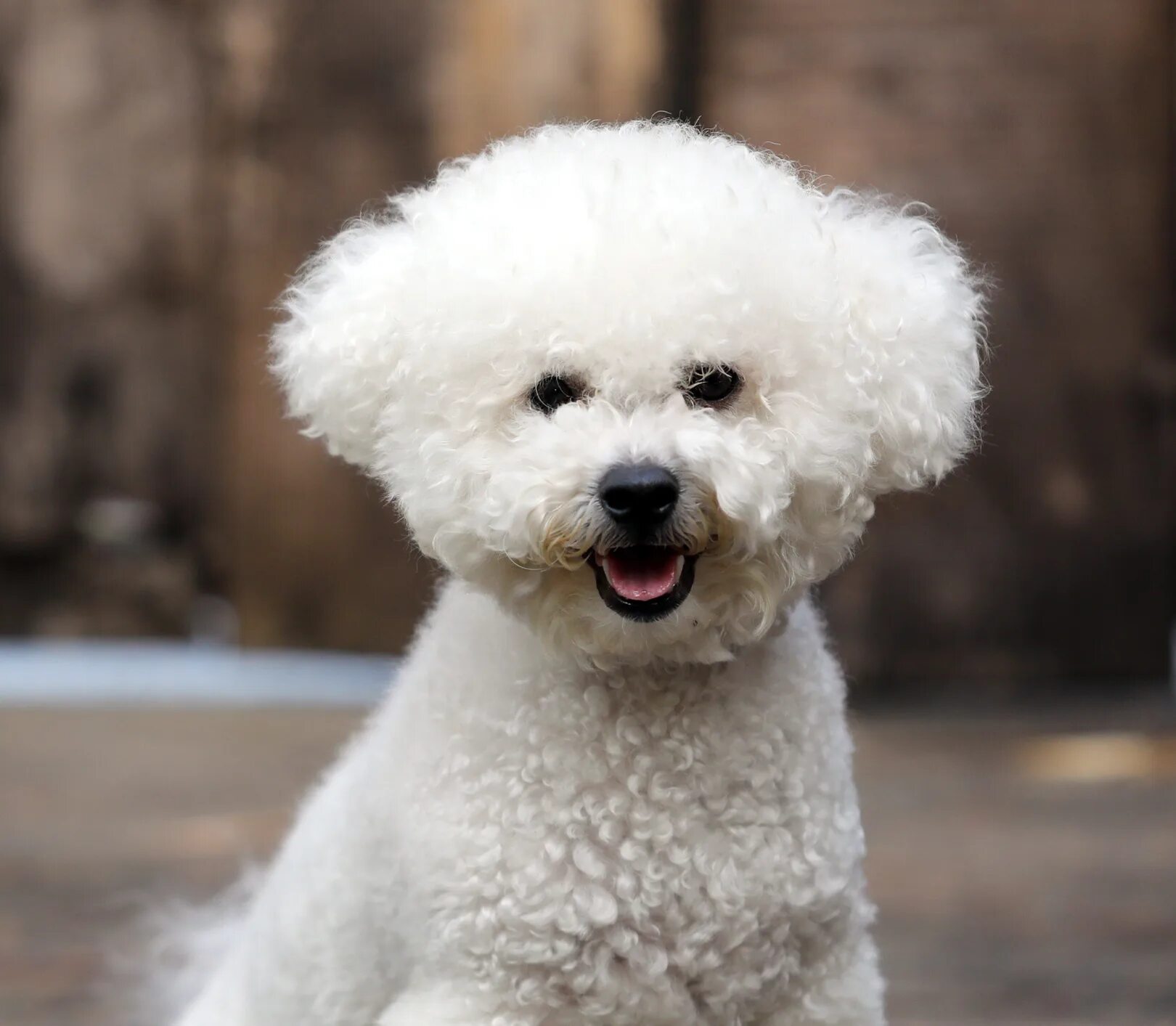 Порода собак бишон фризе фото Bichon Frisé: Rasseportrait HUNTER Magazin