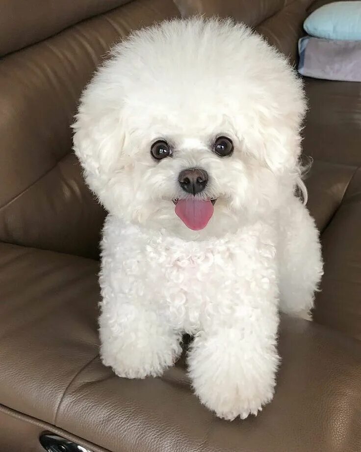 Порода собак бишон фризе фото цена Pin by Trucy Baker on Dogs!!! Bichon frise dogs, Bichon frise puppy, Bichon dog