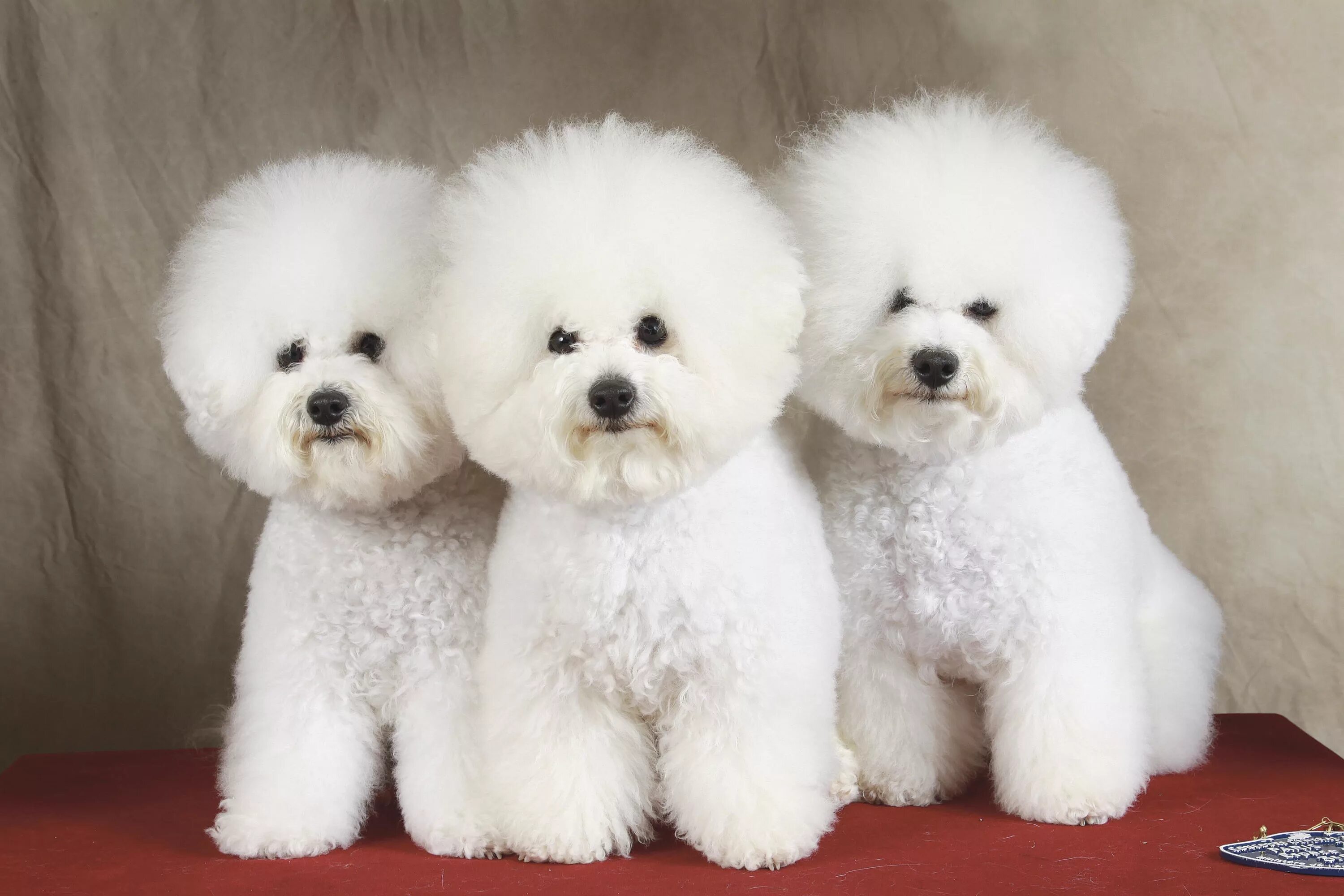 Порода собак бишон фризе фото цена BICHON FRISE Société Centrale Canine