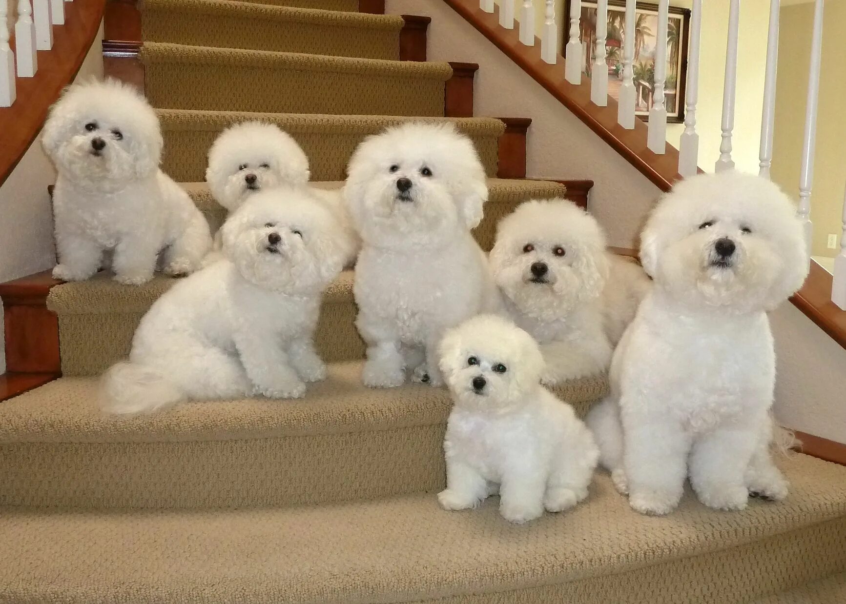 Порода собак бишон фризе фото цена Modern Dog Photo Contest - Modern Dog Magazine Bichon dog, Bichon frise puppy, C