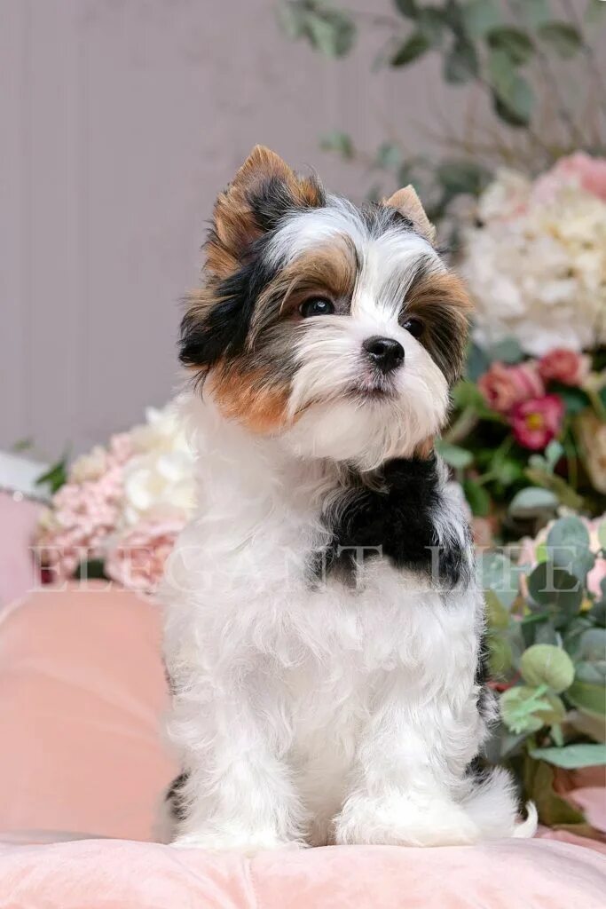 Порода собак бивер фото Щенки бивер йоркширского терьера из питомника Elegant Life Biewer yorkie, Cute a