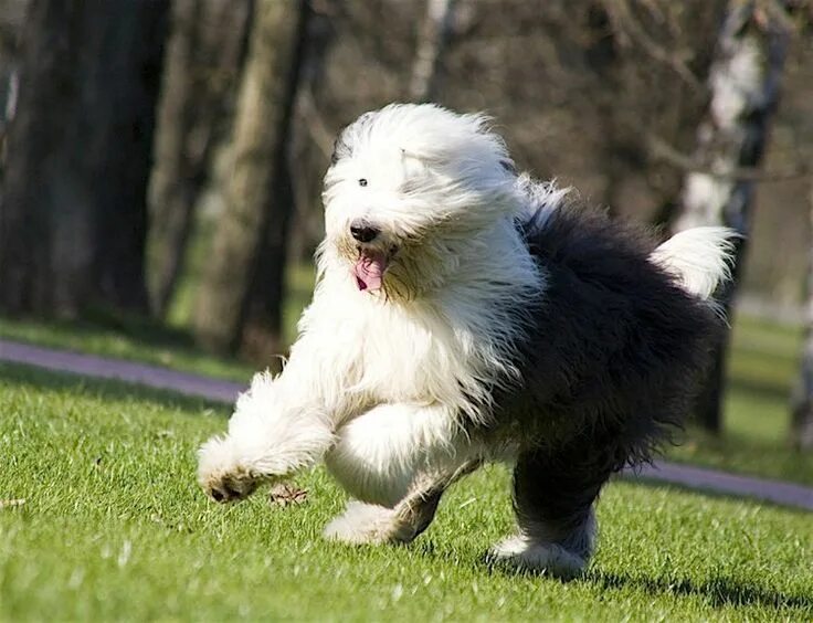 Порода собак бобтейл фото 5 Things to Know About Old English Sheepdogs - Petful Old english sheepdog, Shee