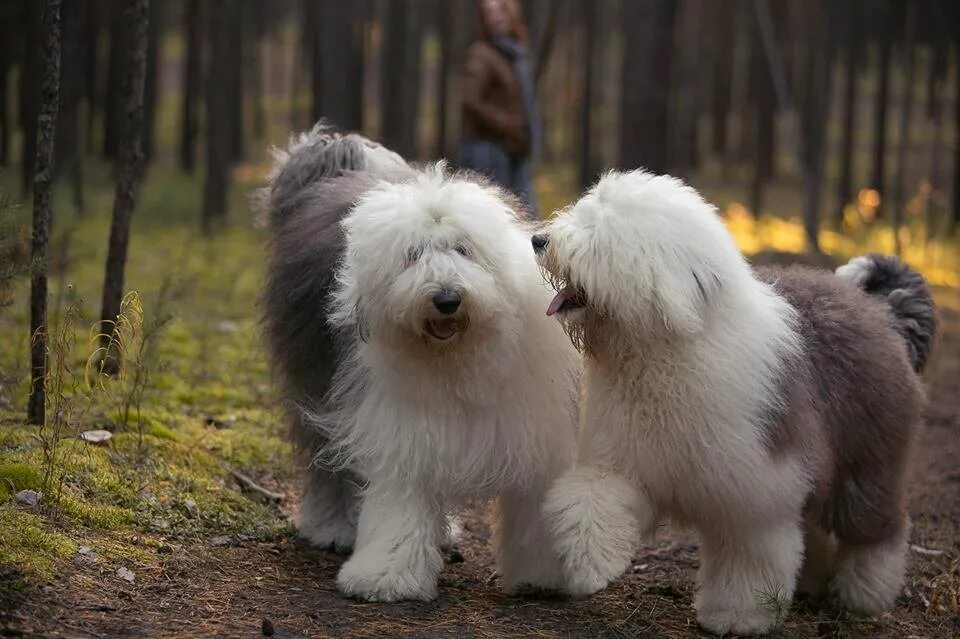 Old English Sheepdog Dog Breed Picture Old english sheepdog, English sheepdog, S