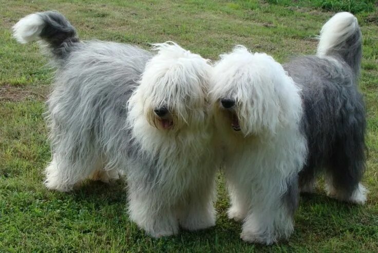 Порода собак бобтейл фото Old English Sheepdogs with Tails Intact