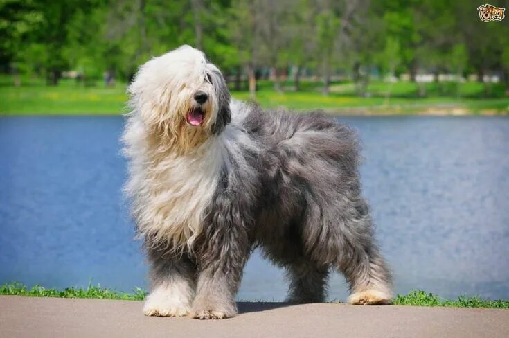 Порода собак бобтейл фото 11 Big Fluffy Dog Breeds Perfect To Cuddle With - DOGBEAST Big fluffy dogs, Old 