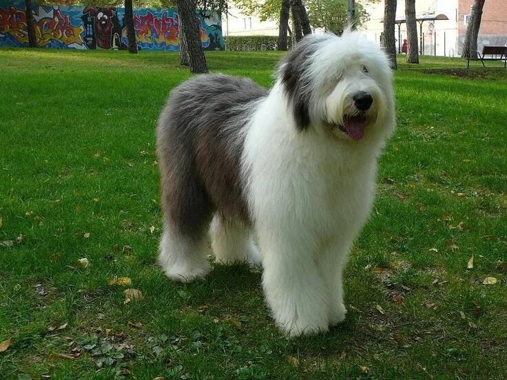 Порода собак бобтейл фото Bobtail 1 Old english sheepdog, English dogs, English sheepdog