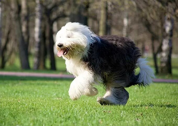 Порода собак бобтейл фото Old English Sheepdog Dog Breed Picture Old english sheepdog, English sheepdog, S