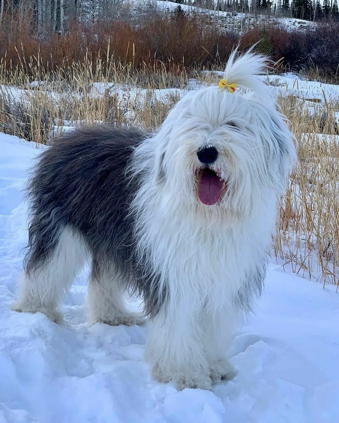 Порода собак бобтейл фото Rosie Breed ➡ Old English Sheepdog From @rosie.the.sheepdog. #bobtail nel 2024 R