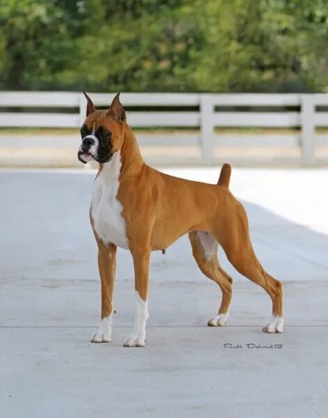 Порода собак боксер фото Debutante Season? Best In Show Daily 2014 Boxer welpe, Schutzhunde, Hunde