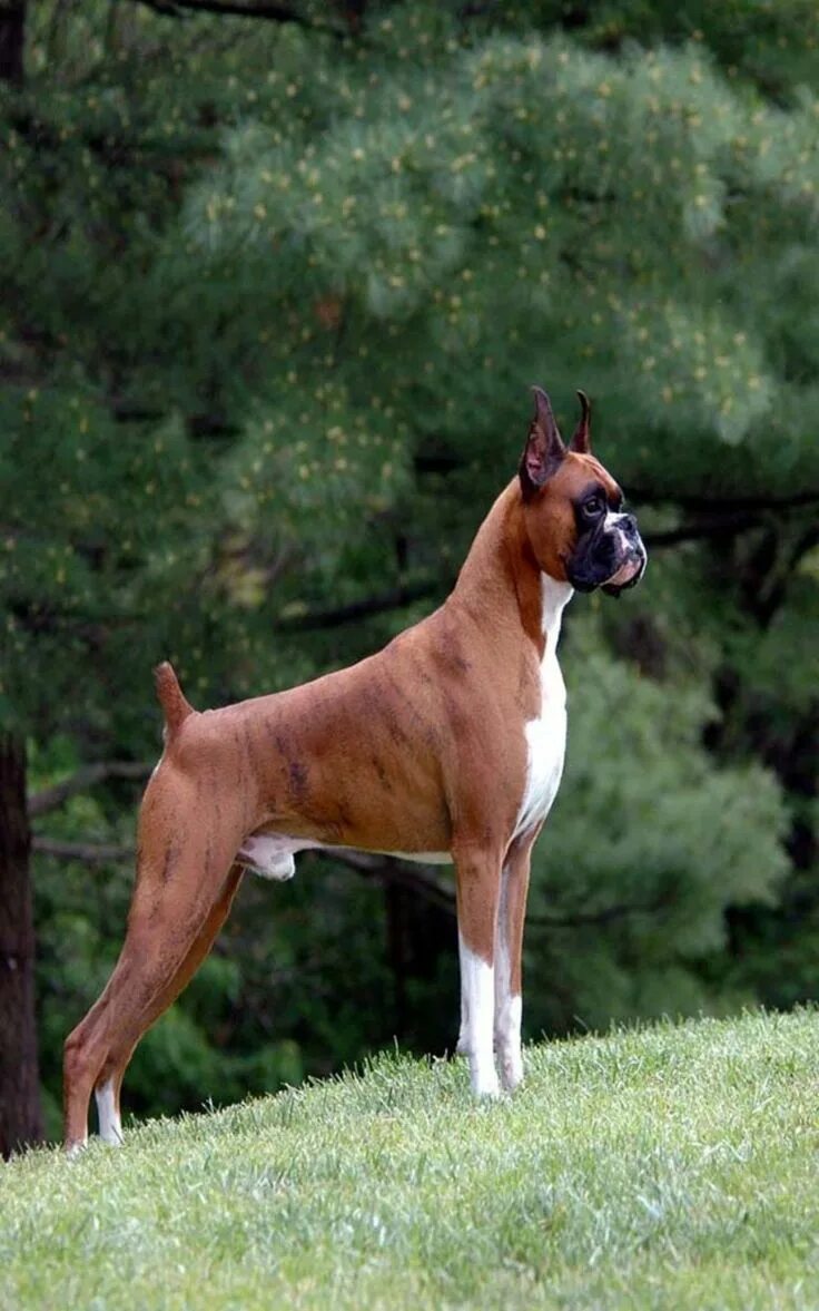 Порода собак боксер фото Pin on любовь моя Boxer dogs, Boxer puppies, Dogs