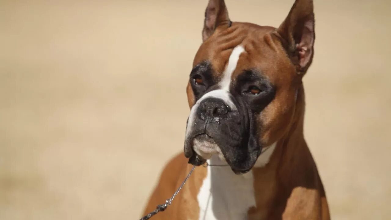 Порода собак боксер фото BOXER: A DOG LOVER'S INTRODUCTION - YouTube