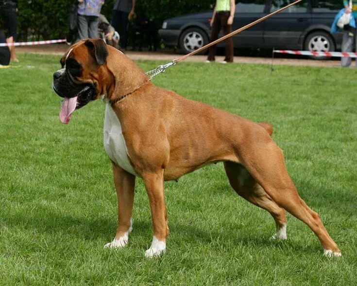 Порода собак боксер фото 20 Things All Boxer Owners Must Never Forget Boxer dogs funny, Boxer dogs, Boxer