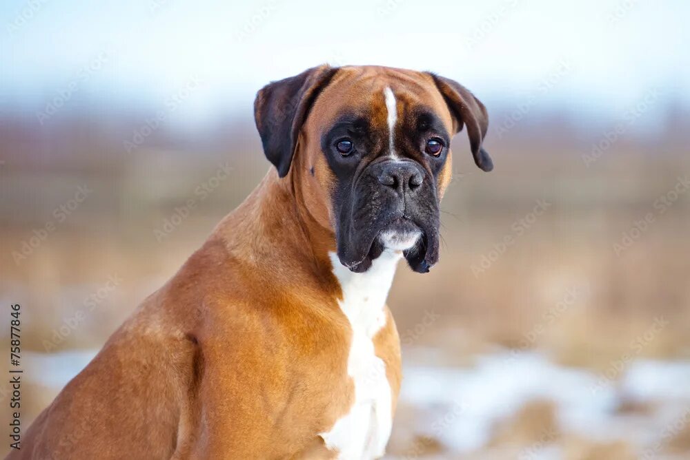 Порода собак боксер фото german boxer dog portrait Фотографія Stock Adobe Stock