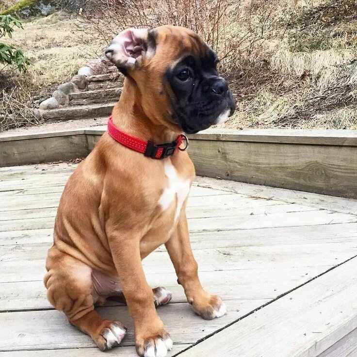 Порода собак боксер фото 10+ Marvelous Boxer Dogs Story Boxer dogs, Boxer puppies, Boxer dogs facts