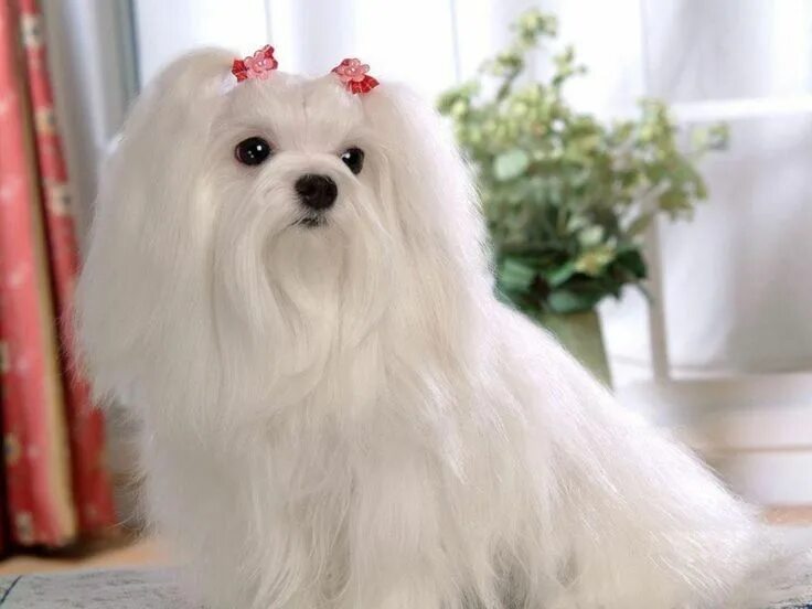 Порода собак болонка фото Pin de Linda Tuller en Linda Tuller :- Dogs Bichón, Bichon maltes, Perros